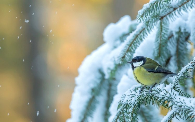 снег, дерево, зима, птица, ель, синица, еловая ветка, snow, tree, winter, bird, spruce, tit, spruce branch