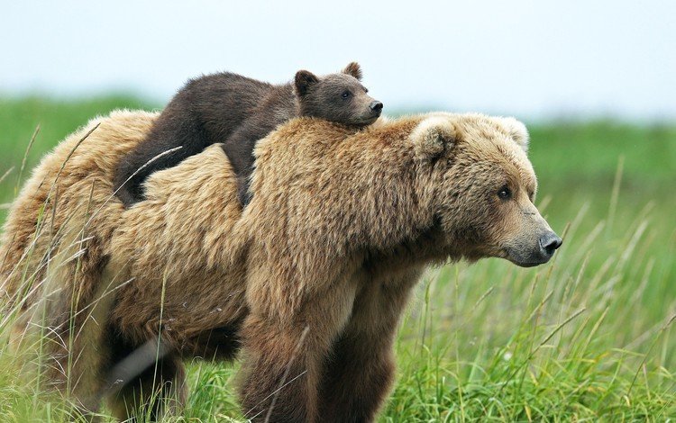 трава, природа, животные, ситуация, медведь, медведи, детеныш, на спине, grass, nature, animals, the situation, bear, bears, cub, on the back