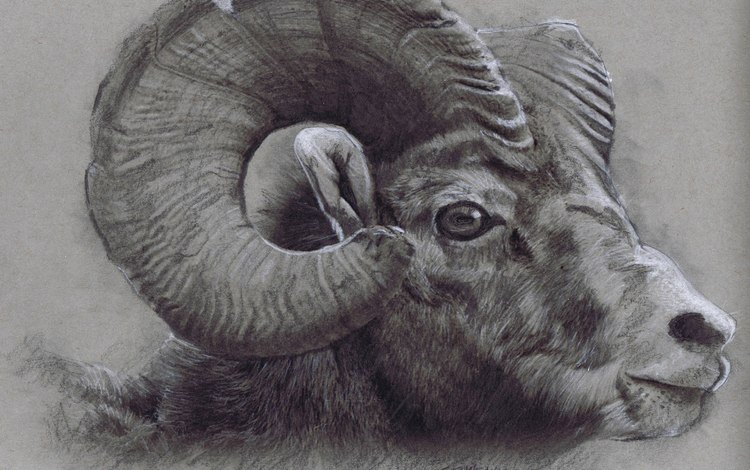 рисунок, рога, рисование, голова, башка, bighorn ram, figure, horns, drawing, head