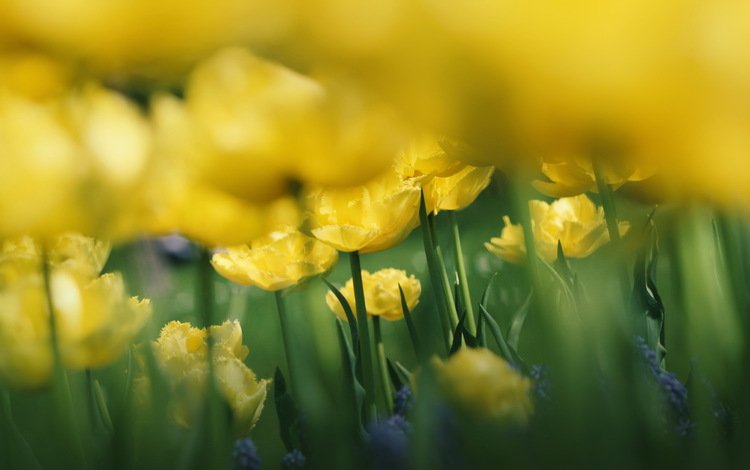 цветы, природа, фон, размытость, тюльпаны, желтые, flowers, nature, background, blur, tulips, yellow