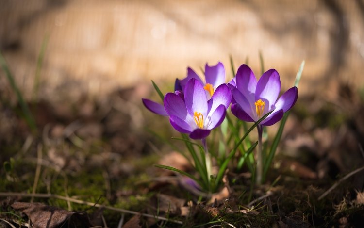 весна, крокус, шафран, spring, krokus, saffron