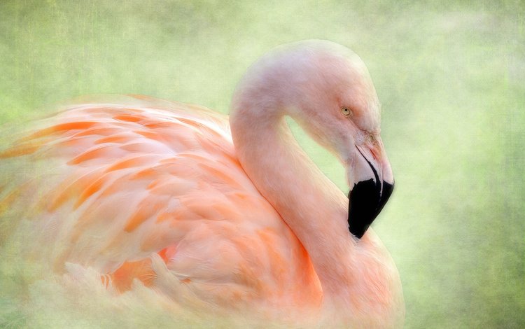 фон, фламинго, птица, background, flamingo, bird
