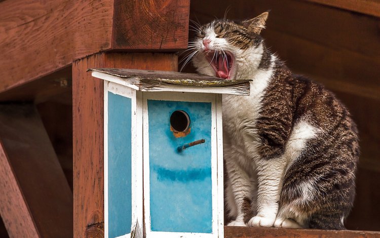 кот, кошка, скворечник, зевает, ожидание, зевок, cat, birdhouse, yawns, waiting, yawn