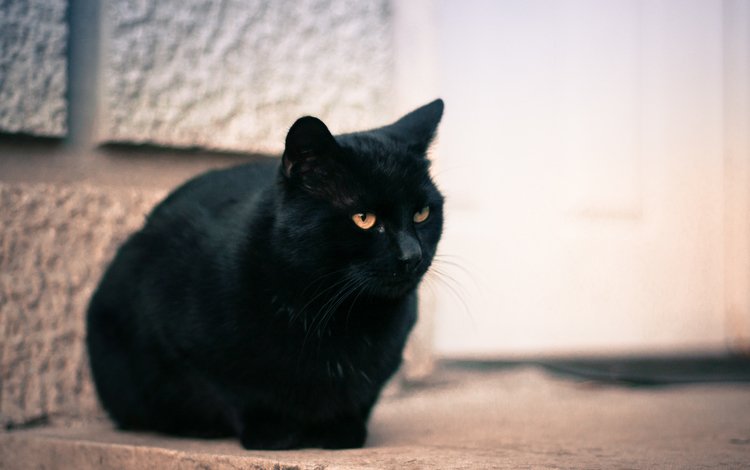 глаза, кот, мордочка, кошка, взгляд, черный, eyes, cat, muzzle, look, black