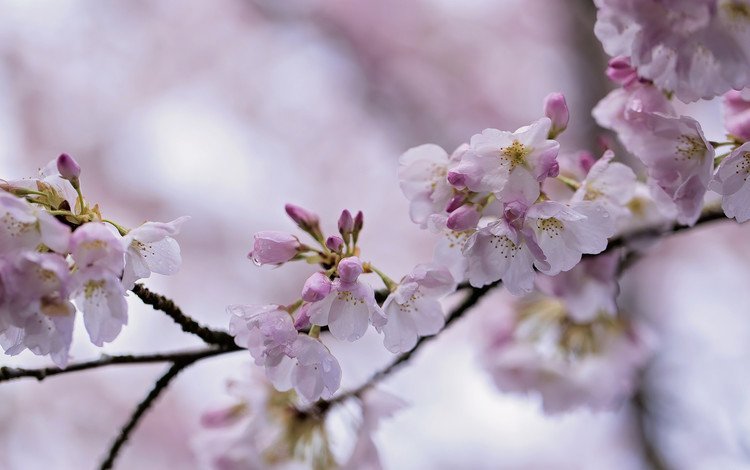 ветка, природа, цветение, весна, сакура, боке, branch, nature, flowering, spring, sakura, bokeh
