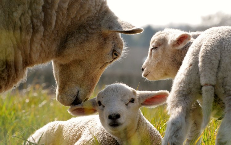 трава, овечки, детеныши, овца, grass, sheep, cubs