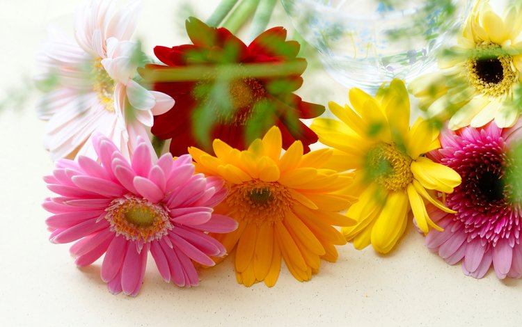 цветы, разноцветные, герберы, flowers, colorful, gerbera