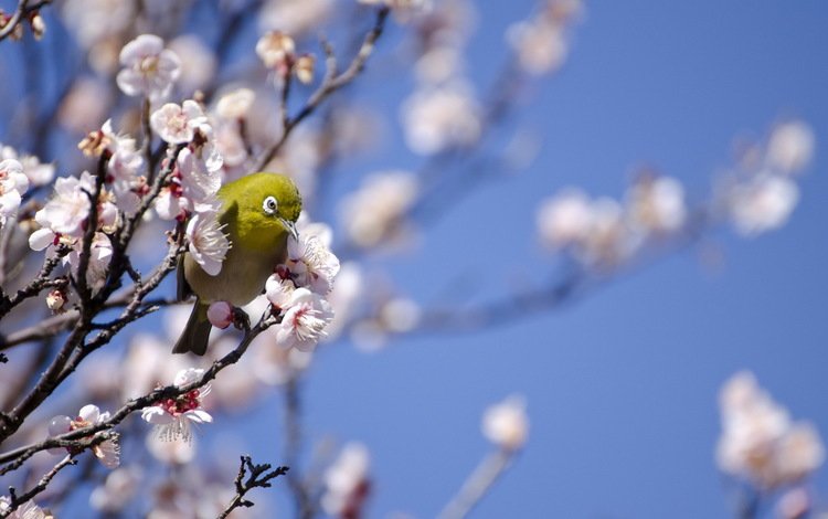 дерево, птица, весна, белоглазка, tree, bird, spring, white-eyed