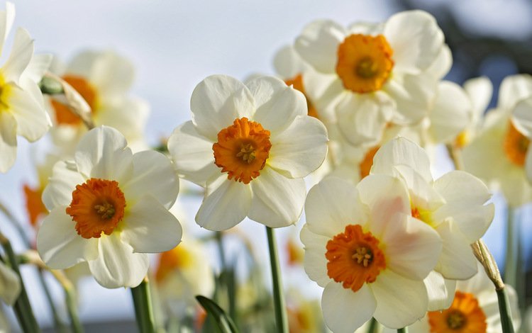цветы, макро, лепестки, весна, нарциссы, flowers, macro, petals, spring, daffodils