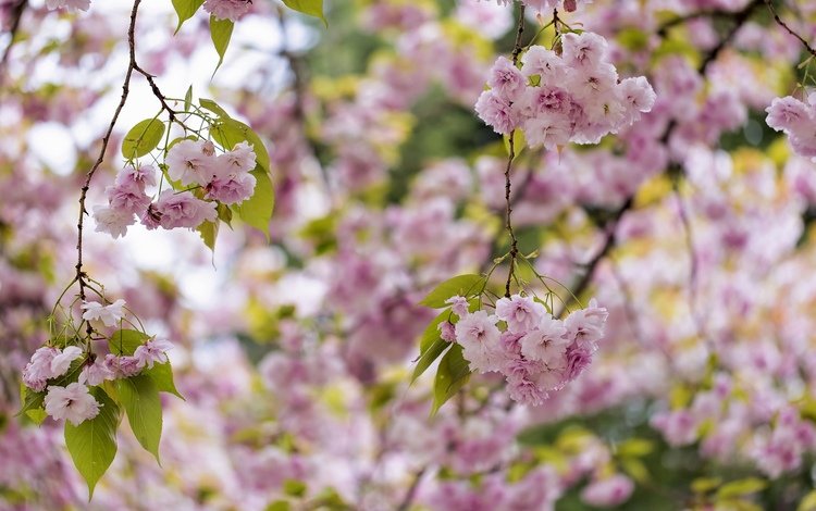 дерево, цветение, весна, розовый, сакура, tree, flowering, spring, pink, sakura