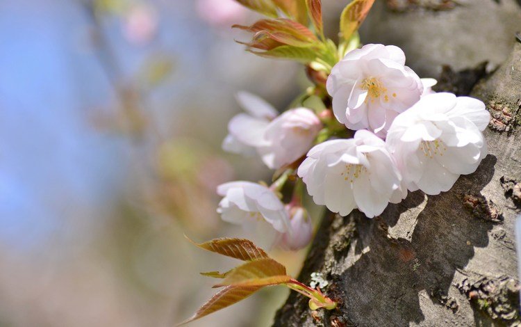 дерево, весна, вишня, сакура, tree, spring, cherry, sakura