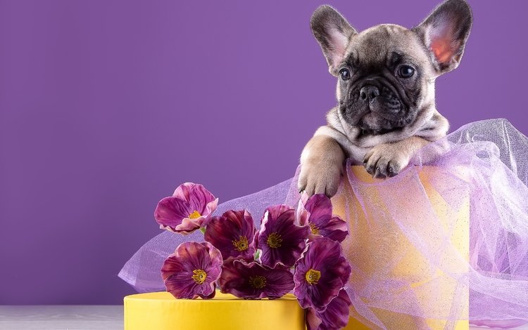 цветы, щенок, французский бульдог, flowers, puppy, french bulldog