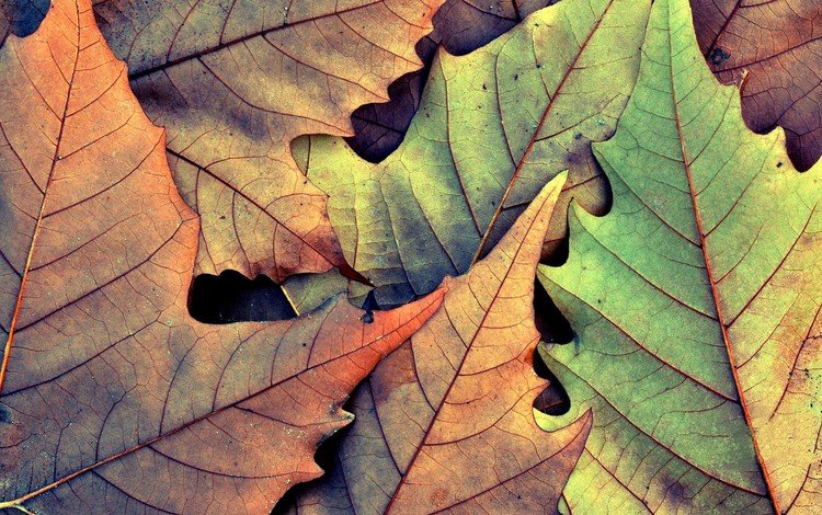 природа, листья, осень, опадают, на природе,  листья, nature, leaves, autumn, fall