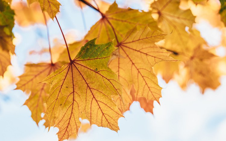 листья, осень, клен, кленовый лист, желтые, осенние листья, leaves, autumn, maple, maple leaf, yellow, autumn leaves