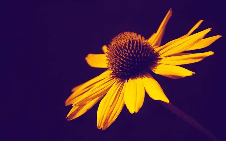 желтый, фон, цветок, лепестки, yellow, background, flower, petals
