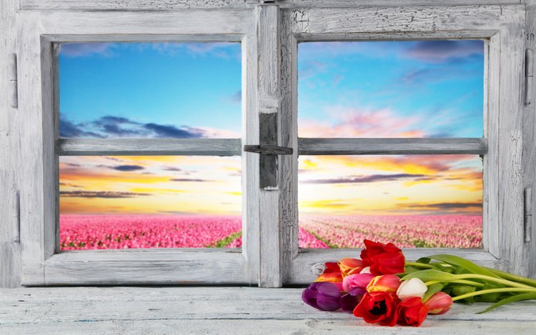 цветы, весна, тюльпаны, окно, тульпаны,  цветы, весенние, flowers, spring, tulips, window
