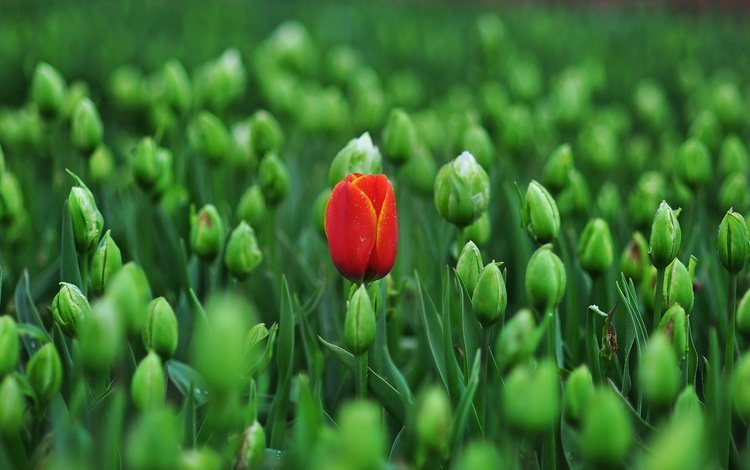 цветы, фон, весна, тюльпаны, flowers, background, spring, tulips