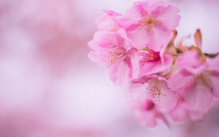 розовый, вишня, сакура, pink, cherry, sakura