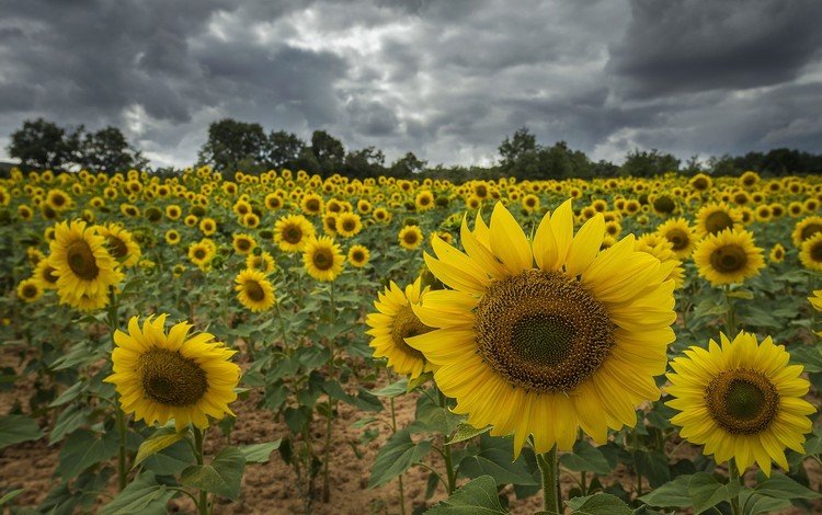 цветы, тучи, поле, подсолнух, подсолнухи, flowers, clouds, field, sunflower, sunflowers
