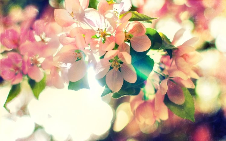 природа, цветение, весна, blossoms of spring, nature, flowering, spring