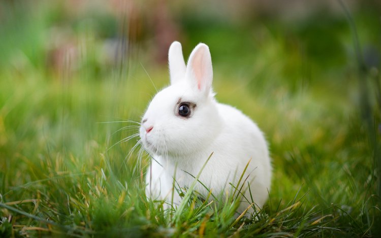 трава, белый, кролик, боке, белый кролик, grass, white, rabbit, bokeh, white rabbit