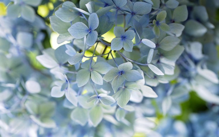 цветы, макро, лепестки, голубой, нежность, гортензия, flowers, macro, petals, blue, tenderness, hydrangea