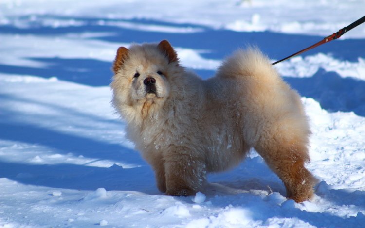 снег, животные, собака, snow, animals, dog