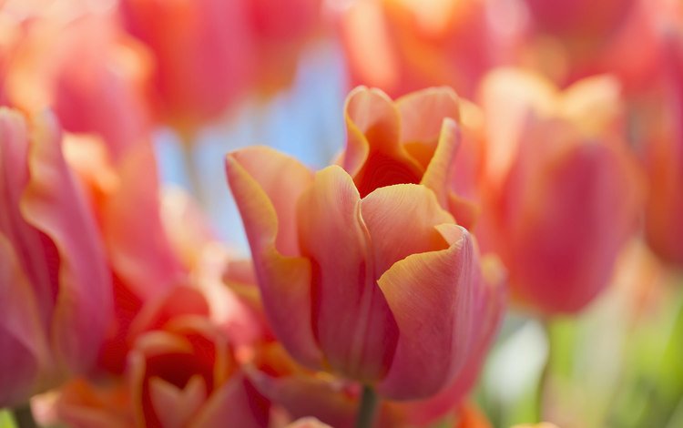макро, красные, тюльпаны, macro, red, tulips