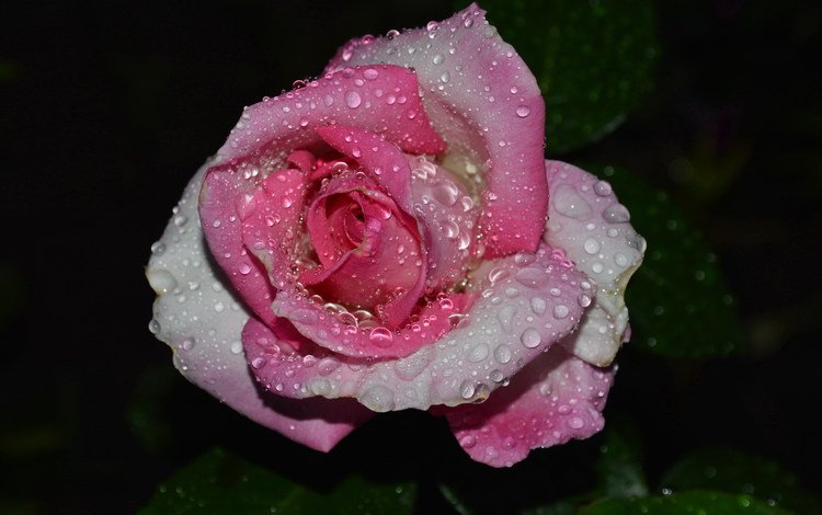 капли, роза, дождь, drops, rose, rain