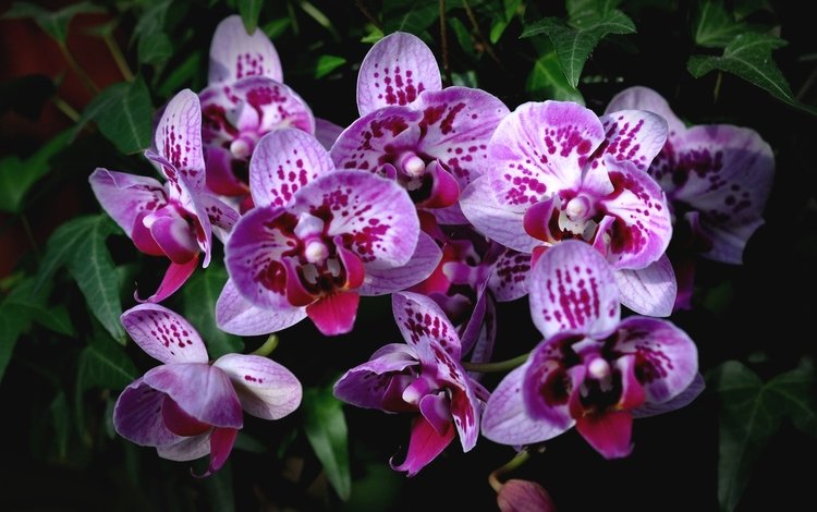 экзотика, орхидеи, пятнистые, exotic, orchids, spotted