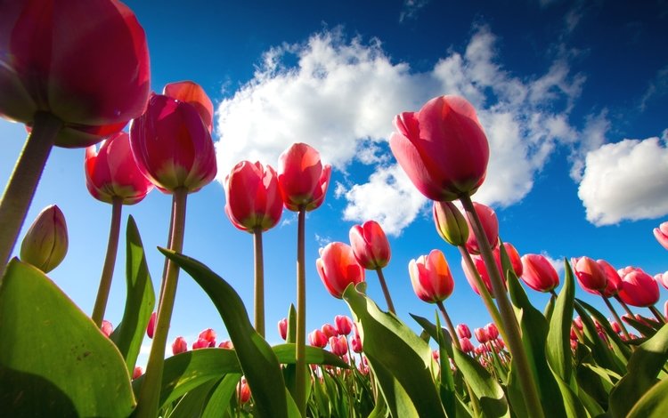 небо, тюльпаны, ракурс, the sky, tulips, view