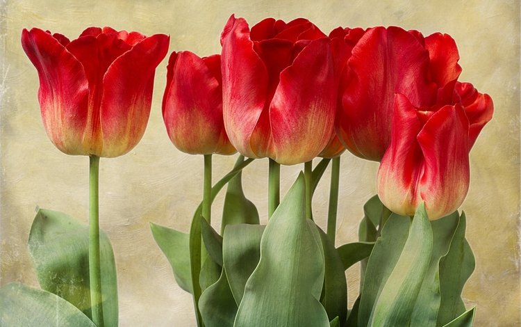 бутоны, текстура, тюльпаны, buds, texture, tulips