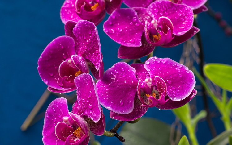 капли, лиловый, орхидеи, drops, purple, orchids