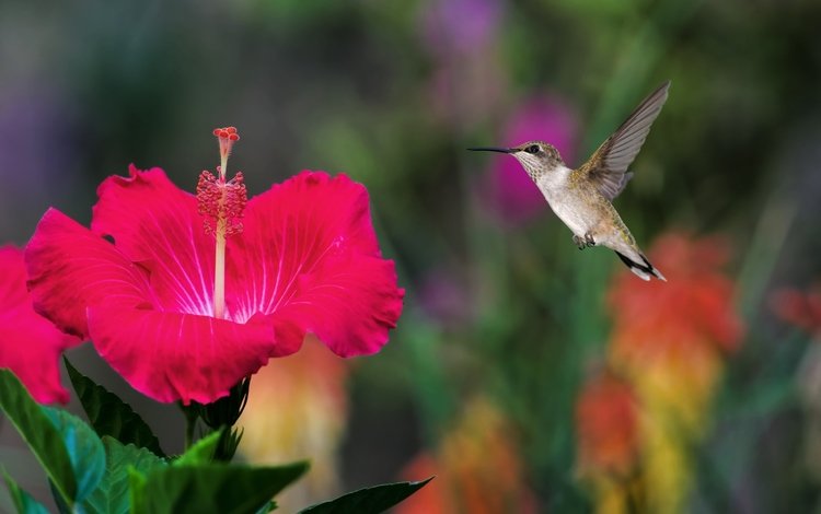 полет, птичка, колибри, гибискус, flight, bird, hummingbird, hibiscus