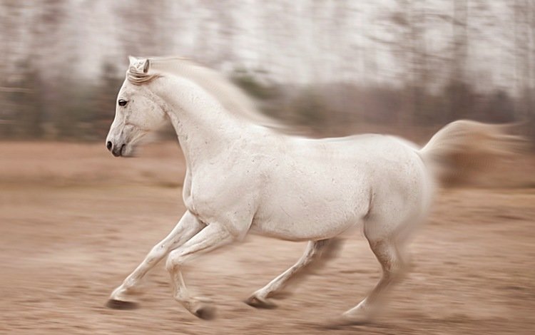 лошадь, природа, конь, бег, horse, nature, running