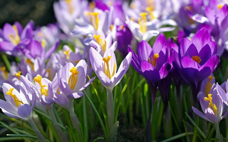 цветы, макро, фиолетовый, весна, сиреневый, крокусы, flowers, macro, purple, spring, lilac, crocuses