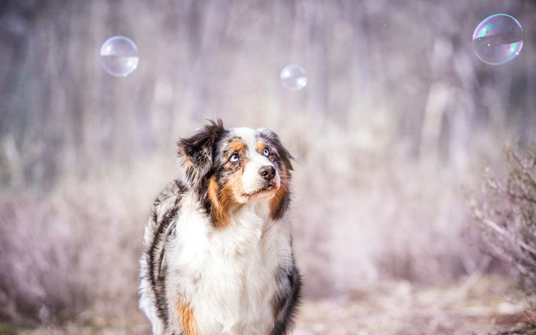 взгляд, пузыри, собака, друг, австралийская овчарка, look, bubbles, dog, each, australian shepherd