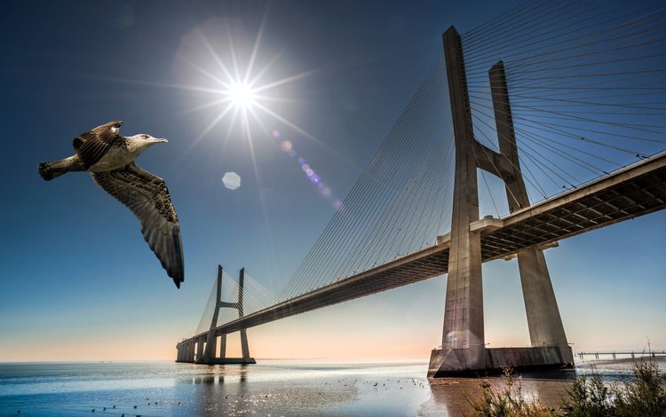 мост, чайка, птица, португалия, лиссабон, bridge, seagull, bird, portugal, lisbon