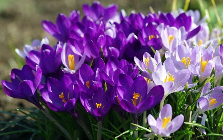 фиолетовый, весна, крокусы, purple, spring, crocuses