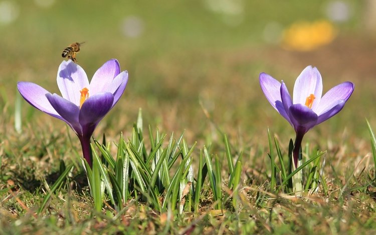 весна, пчела, крокусы, spring, bee, crocuses
