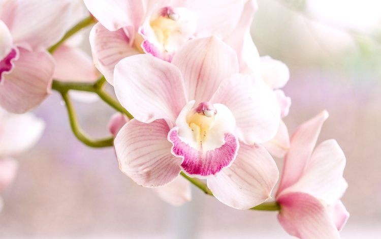 розовый, нежность, орхидея, pink, tenderness, orchid