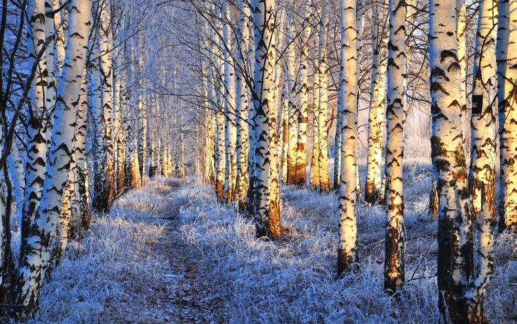 зима, березы, иней, winter, birch, frost