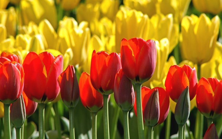 бутоны, красные, тюльпаны, желтые, buds, red, tulips, yellow