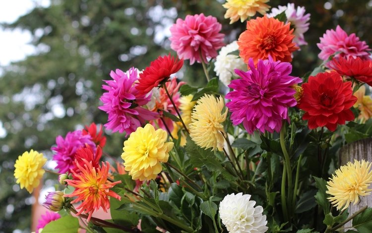 цветы, разноцветные, осень, георгины, flowers, colorful, autumn, dahlias