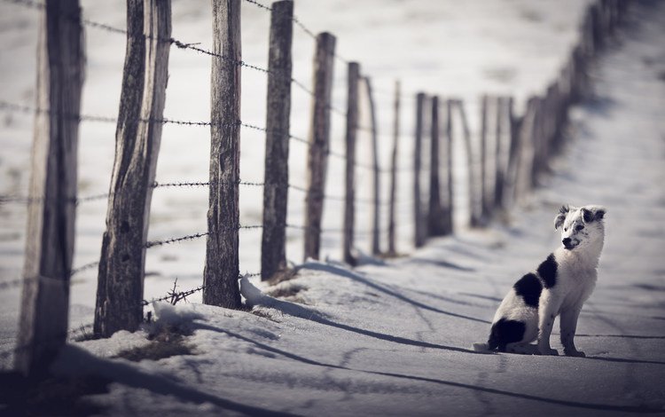 снег, зима, взгляд, забор, собака, сидит, друг, бордер-колли, snow, winter, look, the fence, dog, sitting, each, the border collie