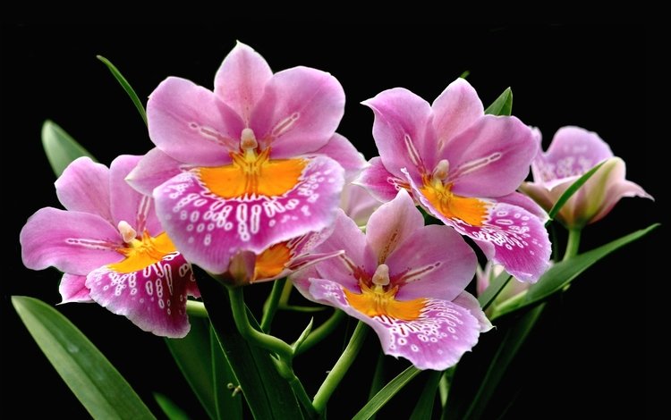 экзотика, орхидеи, пятнистые, exotic, orchids, spotted