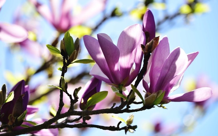 ветка, макро, бутон, весна, розовый, магнолия, branch, macro, bud, spring, pink, magnolia