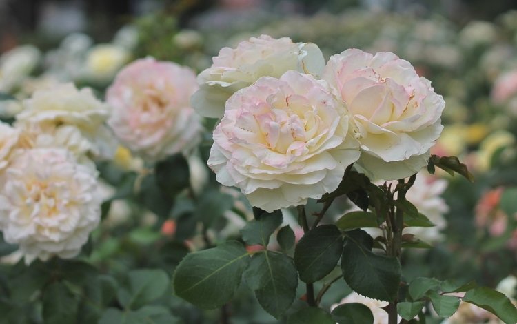 розы, лепестки, белые, roses, petals, white