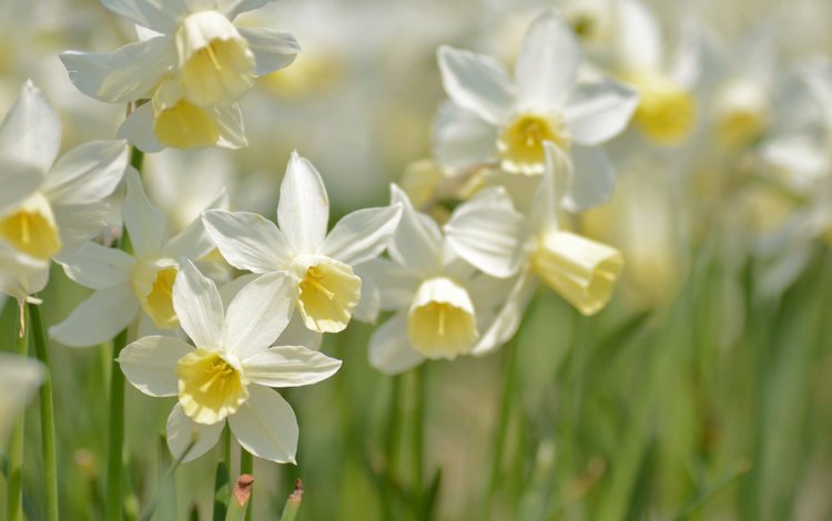 макро, весна, нарциссы, macro, spring, daffodils