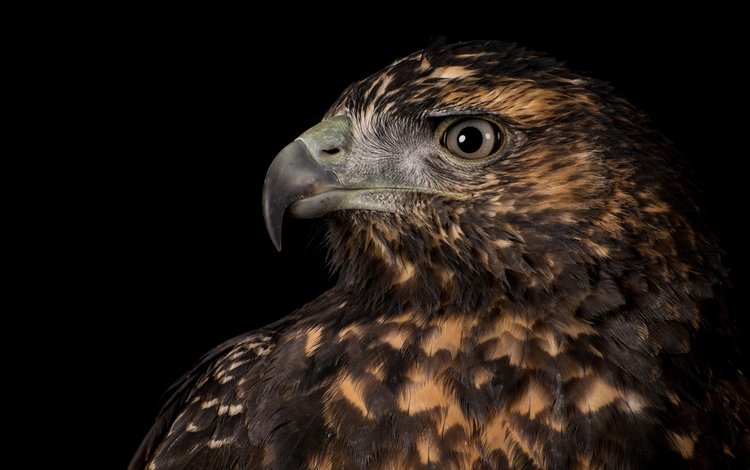 орел, хищник, профиль, птица, клюв, черный фон, перья, eagle, predator, profile, bird, beak, black background, feathers